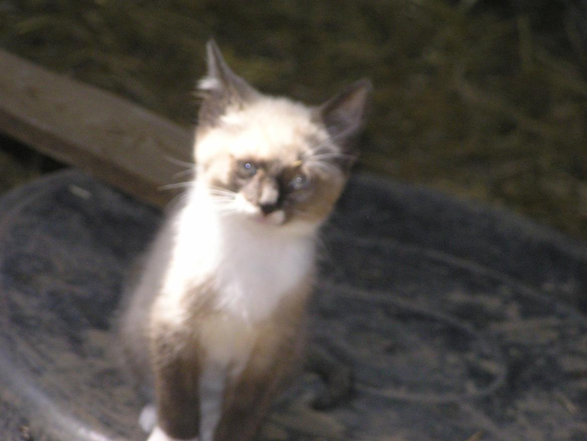 Blanding af racer Kildelunds Nimbus - det er en lys dag i dag billede 8