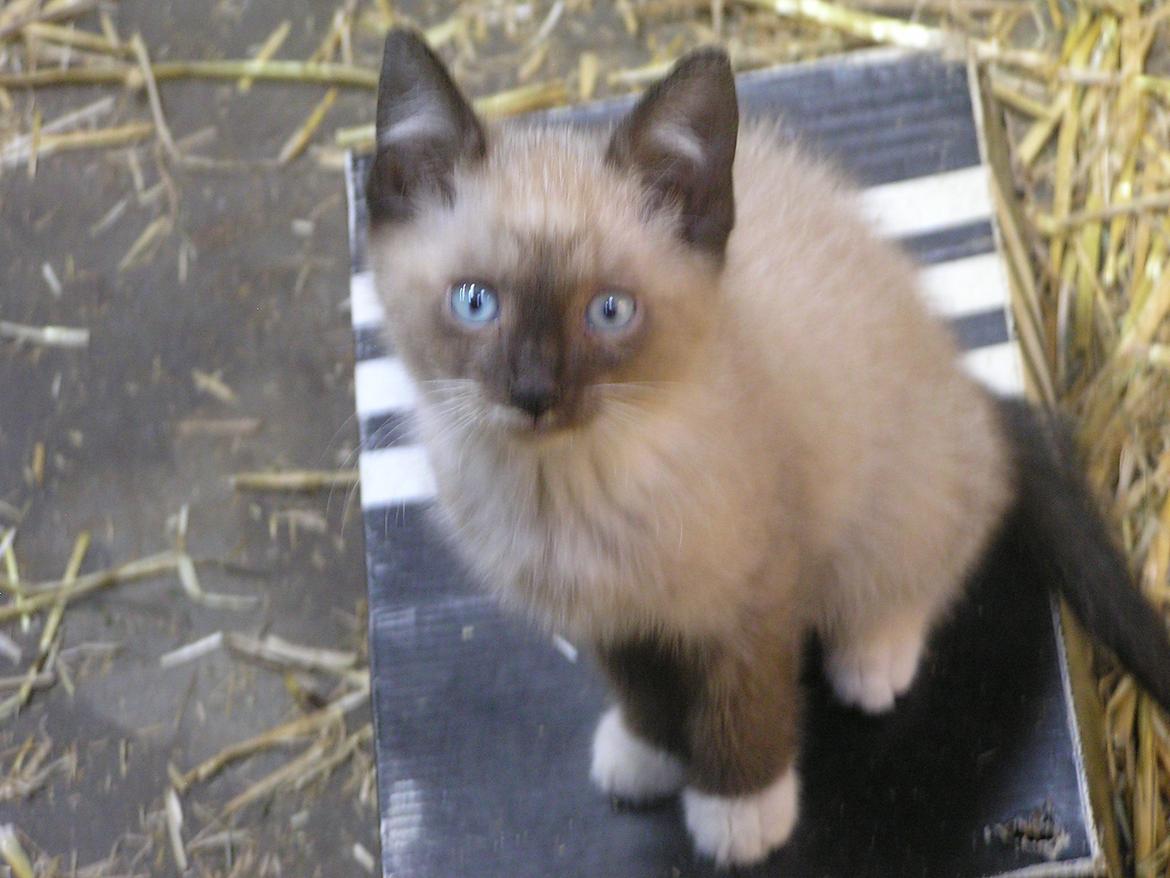 Blanding af racer Kildelunds Nimbus billede 9