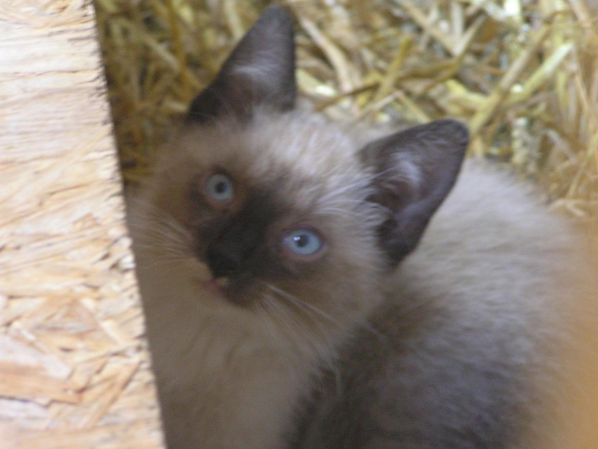 Blanding af racer Kildelunds Nimbus - er jeg ikke sød? billede 10