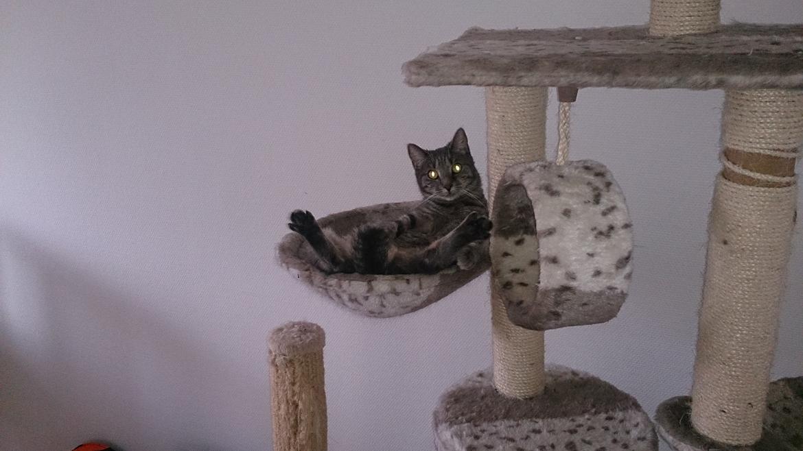 Huskat Pella Haleløs billede 3