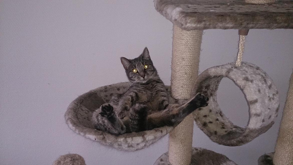 Huskat Pella Haleløs billede 1