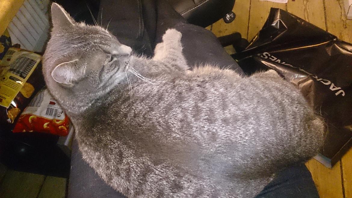 Huskat Pella Haleløs billede 23