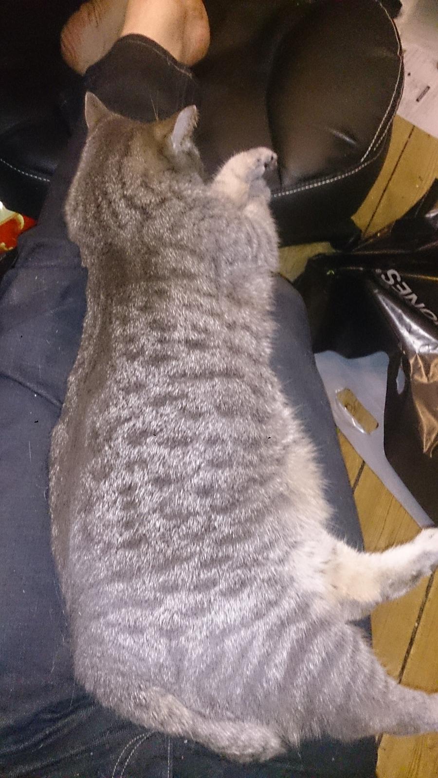 Huskat Pella Haleløs billede 2