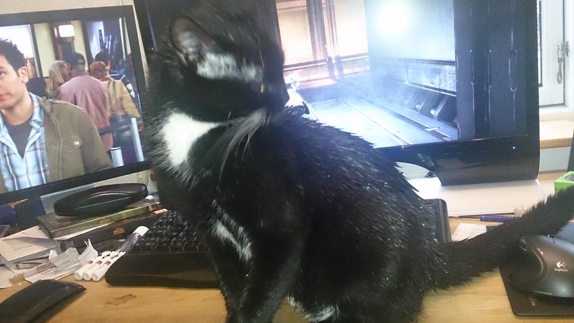 Huskat Filur billede 15