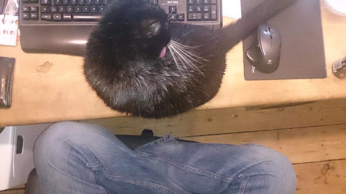 Huskat Filur billede 16