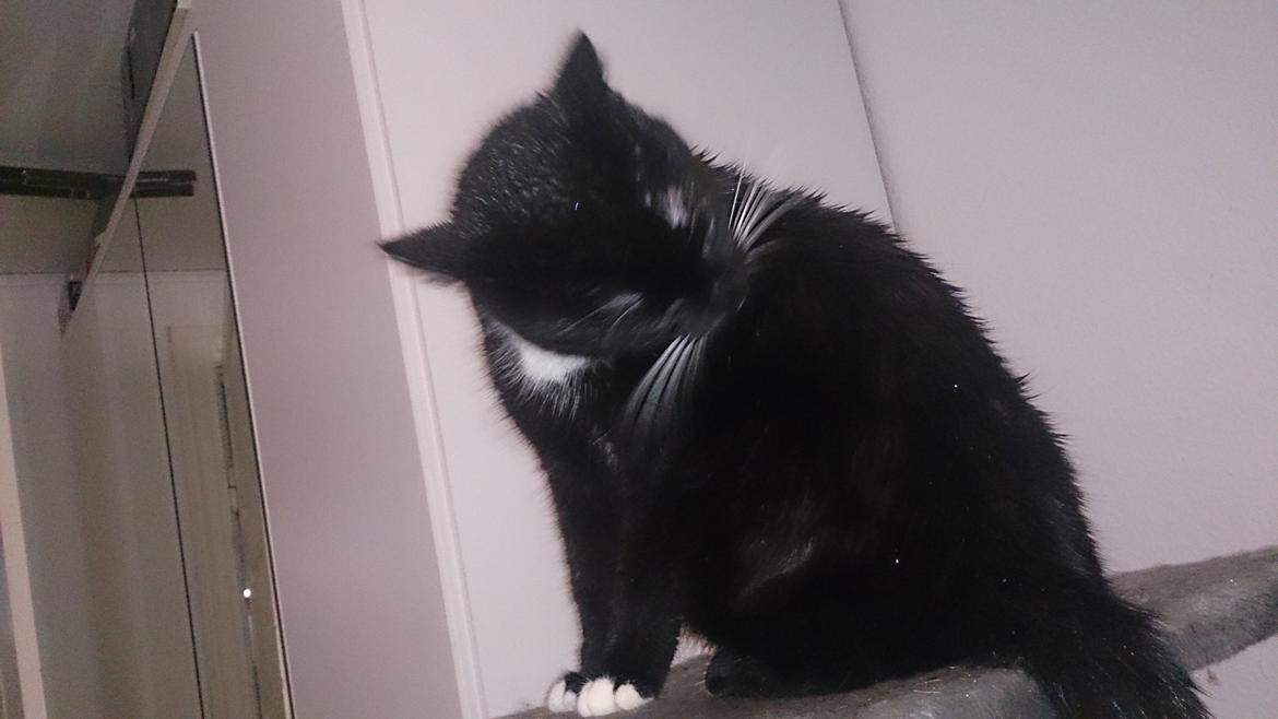 Huskat Filur billede 17