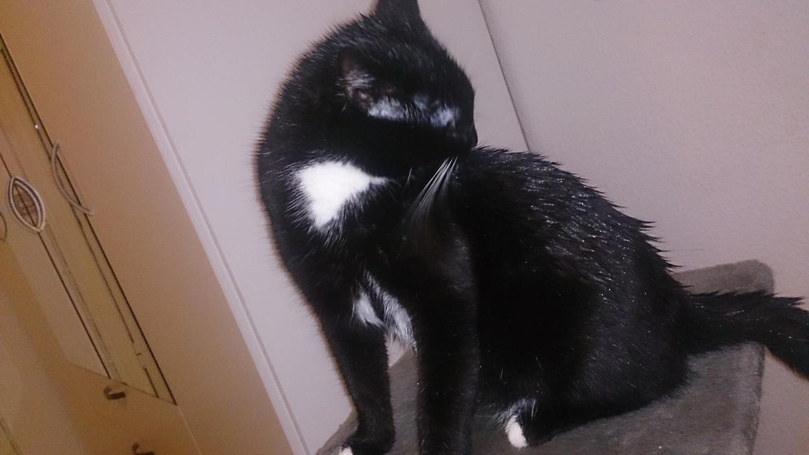 Huskat Filur billede 18