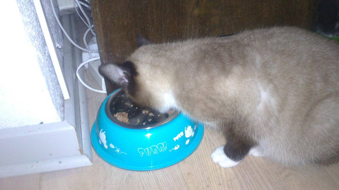 Blanding af racer Kildelunds Nimbus billede 11