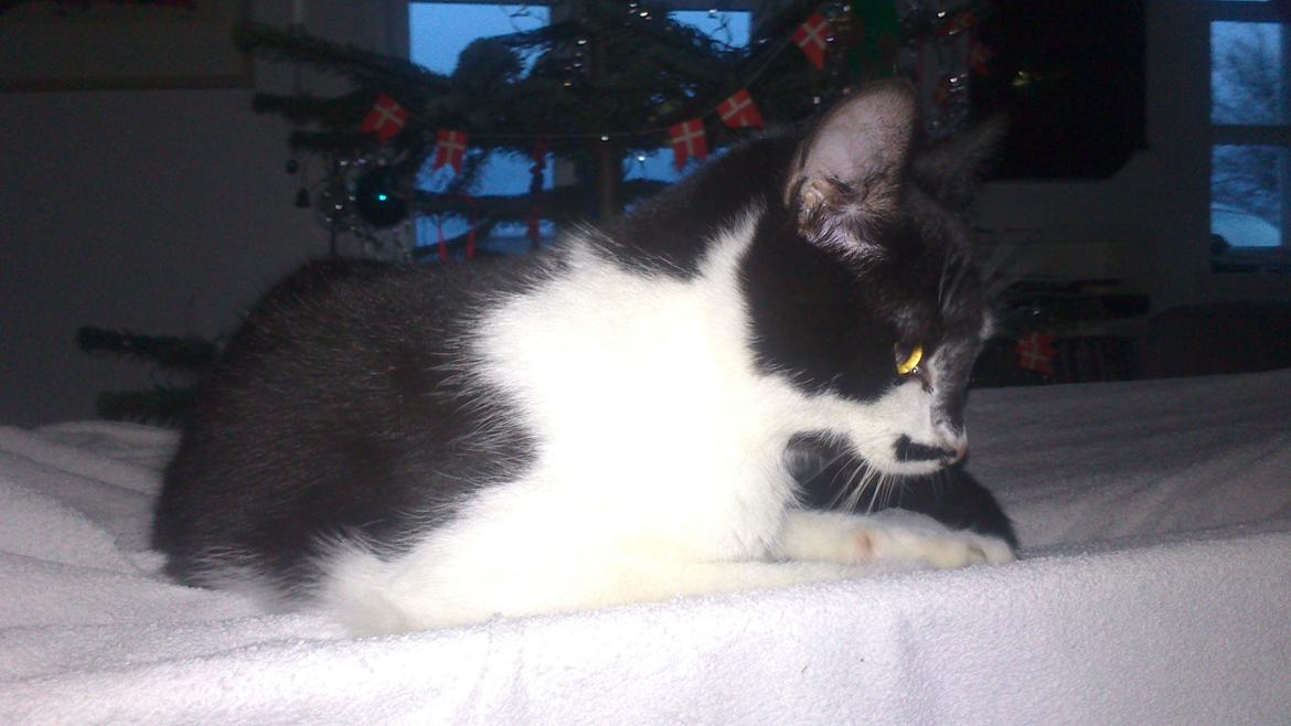 Blanding af racer Kildelunds Viggo billede 2