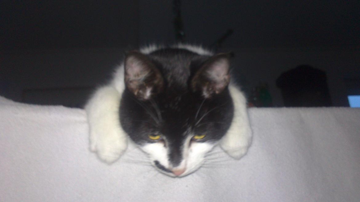 Blanding af racer Kildelunds Viggo billede 3