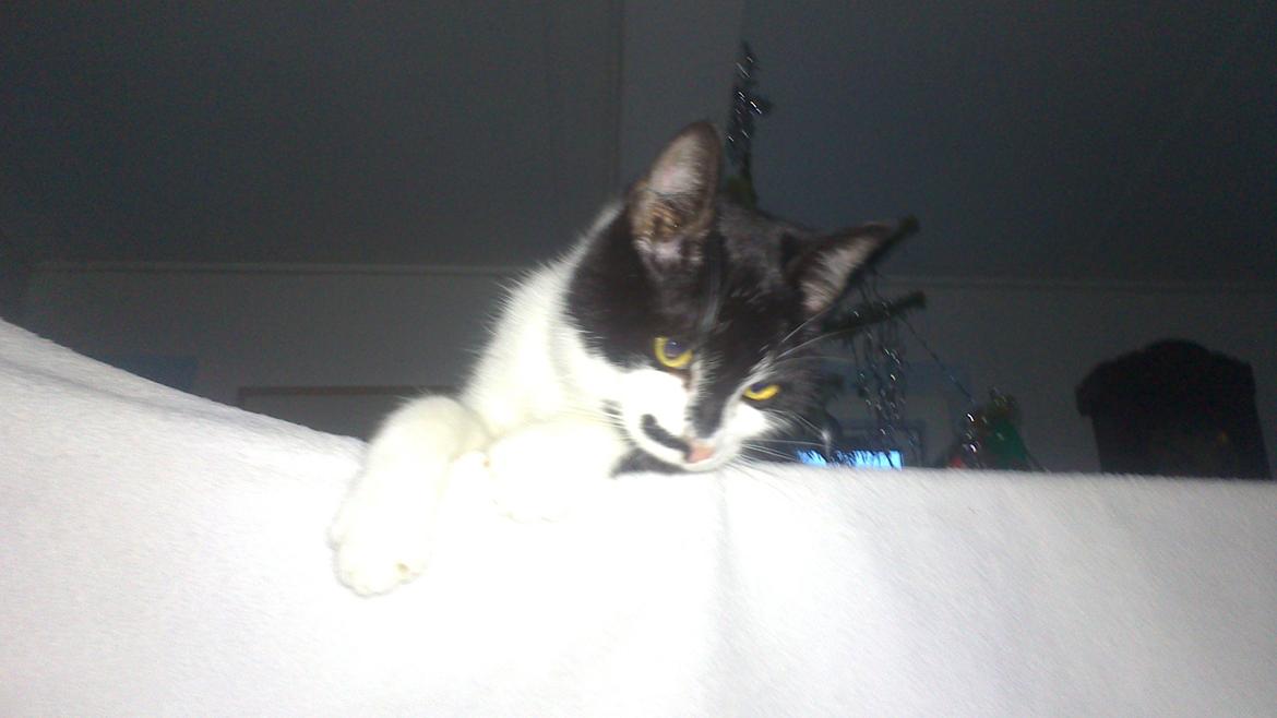 Blanding af racer Kildelunds Viggo billede 4