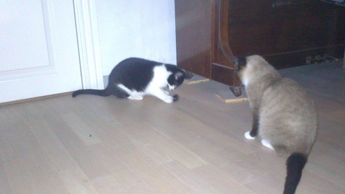 Blanding af racer Kildelunds Viggo billede 5