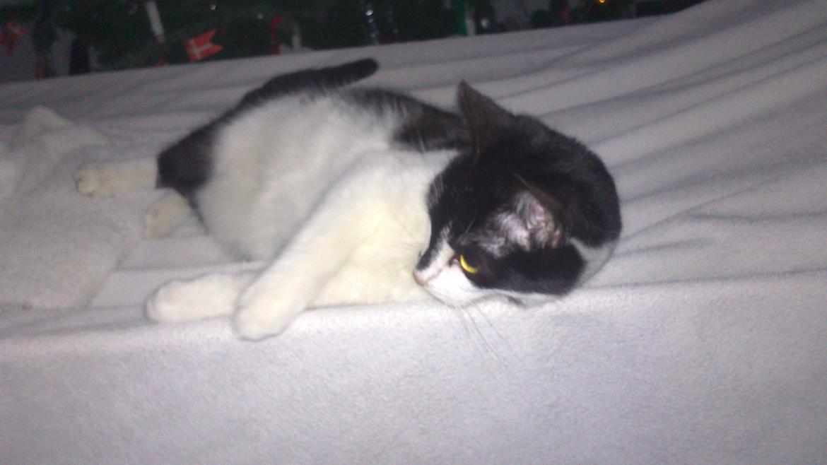 Blanding af racer Kildelunds Viggo billede 6