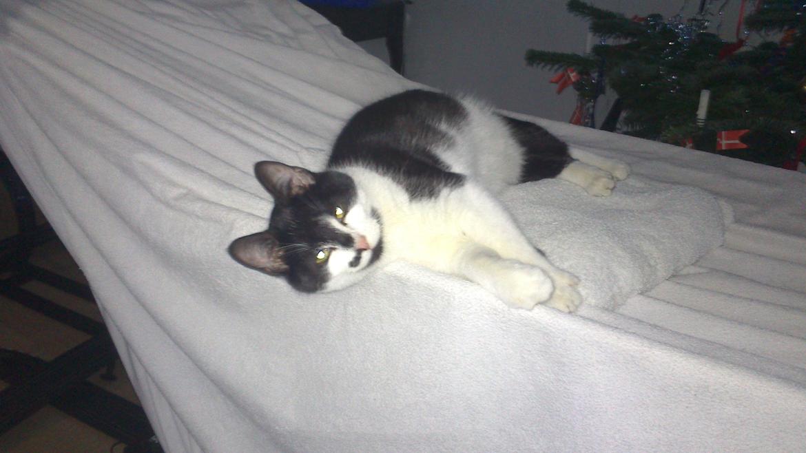 Blanding af racer Kildelunds Viggo billede 7