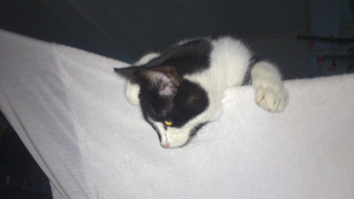 Blanding af racer Kildelunds Viggo billede 8