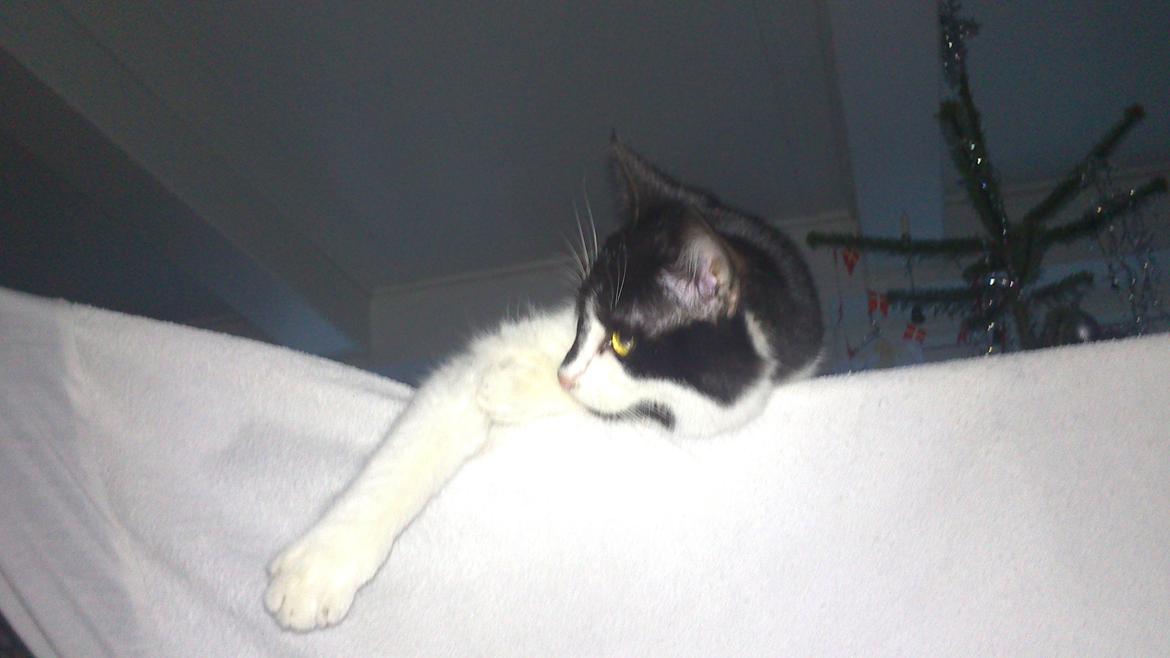 Blanding af racer Kildelunds Viggo billede 9