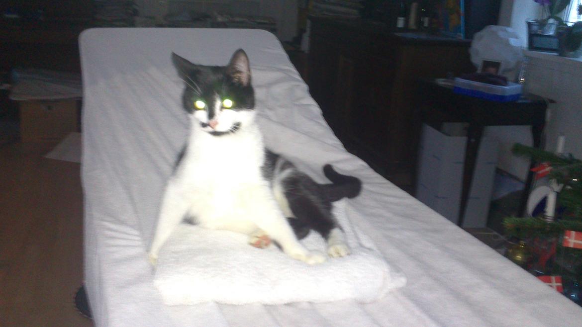 Blanding af racer Kildelunds Viggo billede 10