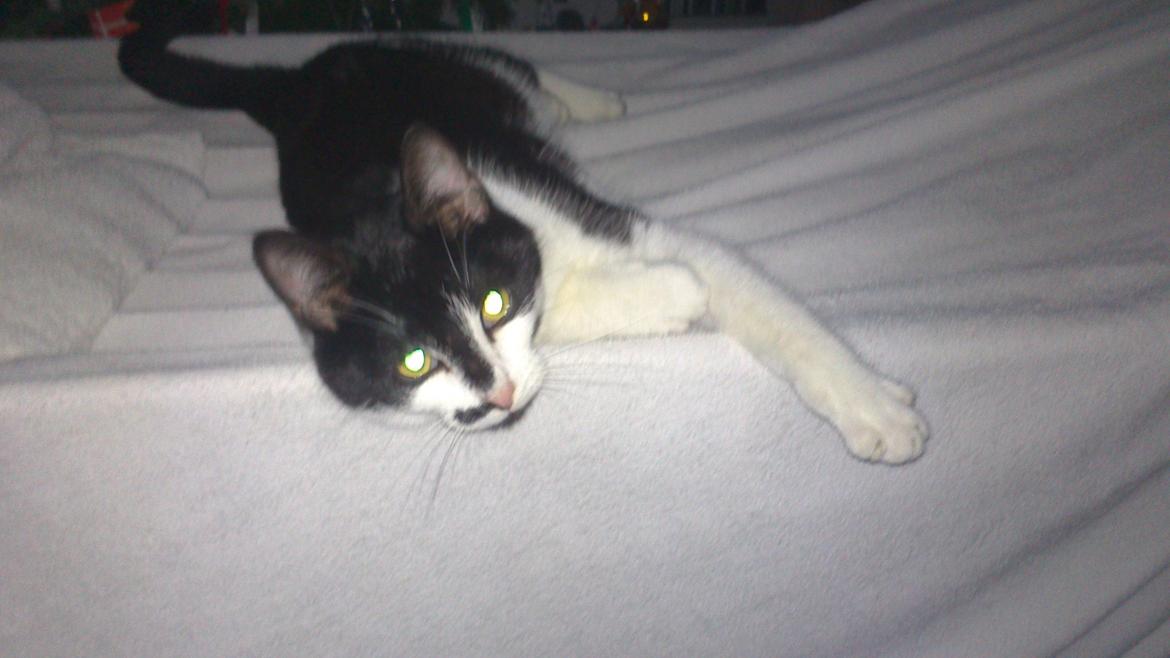 Blanding af racer Kildelunds Viggo billede 11