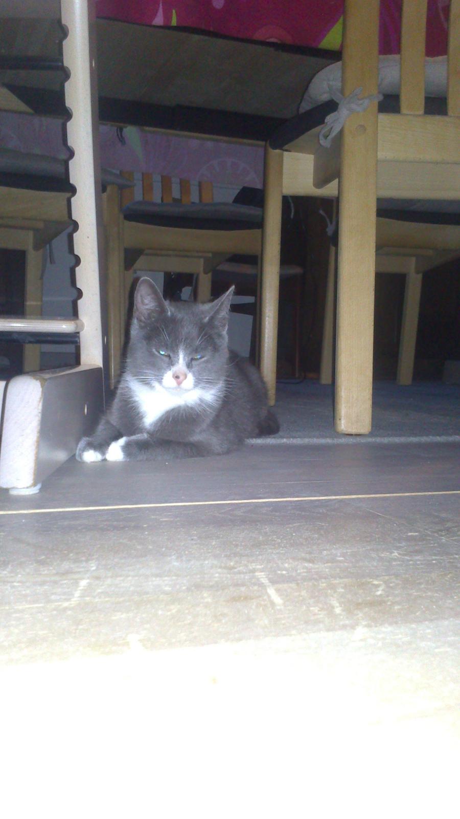 Blanding af racer Kildelunds Springgirl billede 3