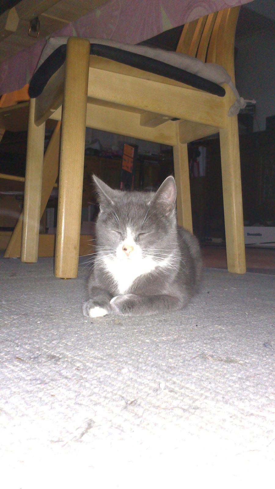 Blanding af racer Kildelunds Springgirl billede 4