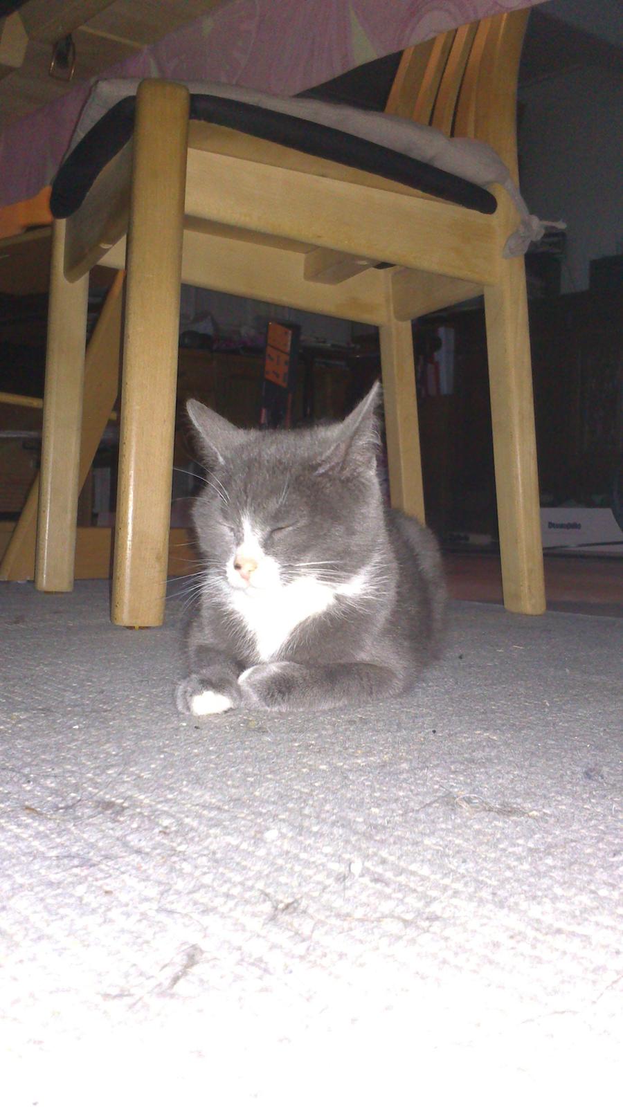 Blanding af racer Kildelunds Springgirl billede 5