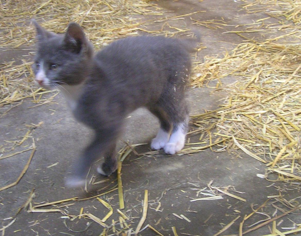 Blanding af racer Kildelunds Springgirl billede 2