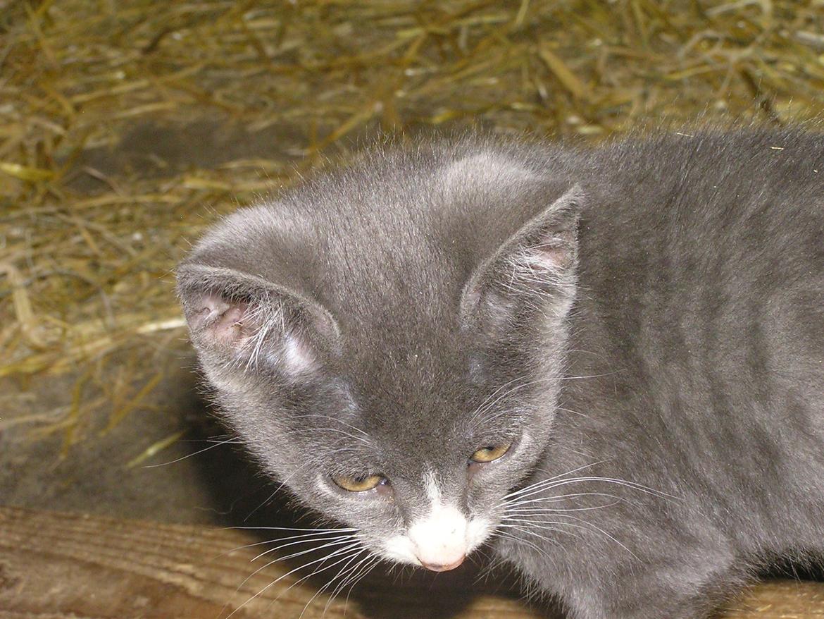 Blanding af racer Kildelunds Springgirl billede 6