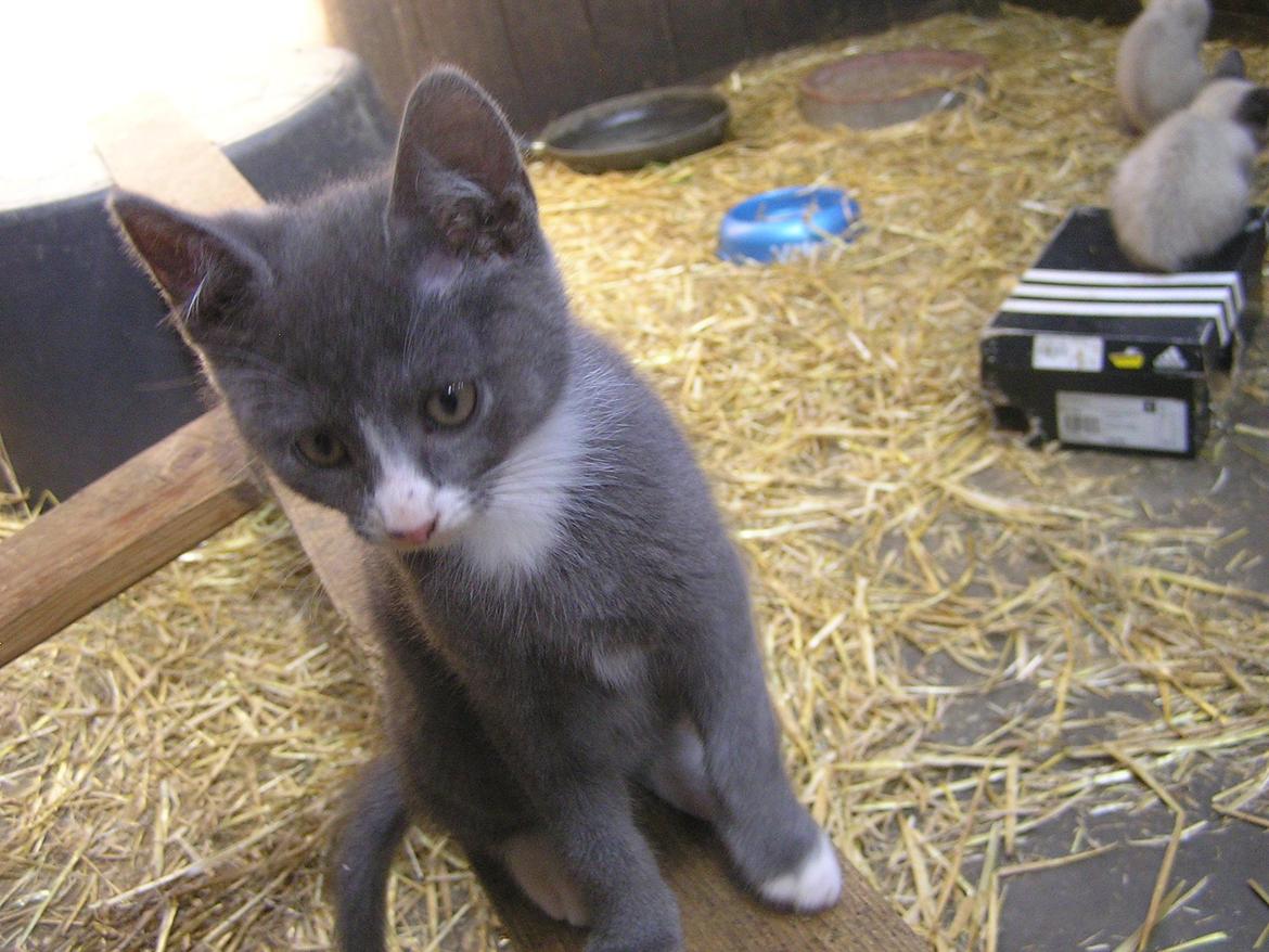 Blanding af racer Kildelunds Springgirl billede 7