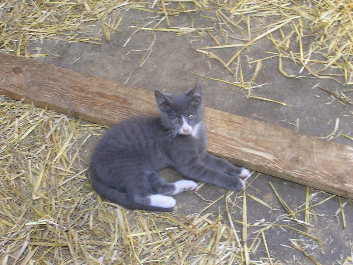 Blanding af racer Kildelunds Springgirl - velkommen til den seje SIDE!!!
 billede 1