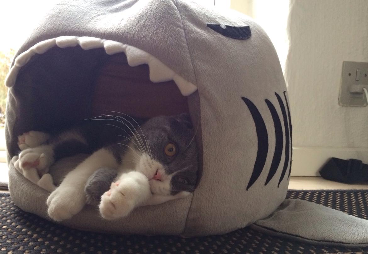 Scottish Fold Hikke billede 9