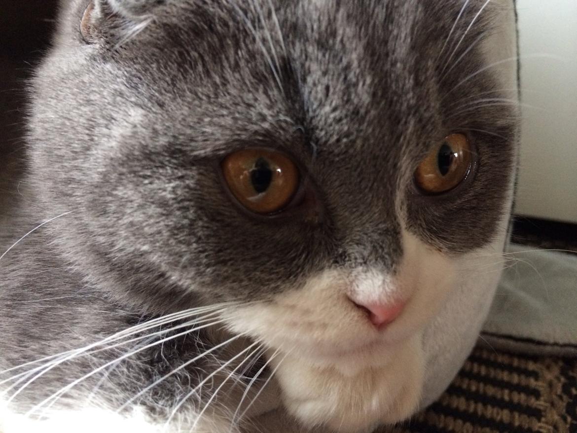 Scottish Fold Hikke billede 10