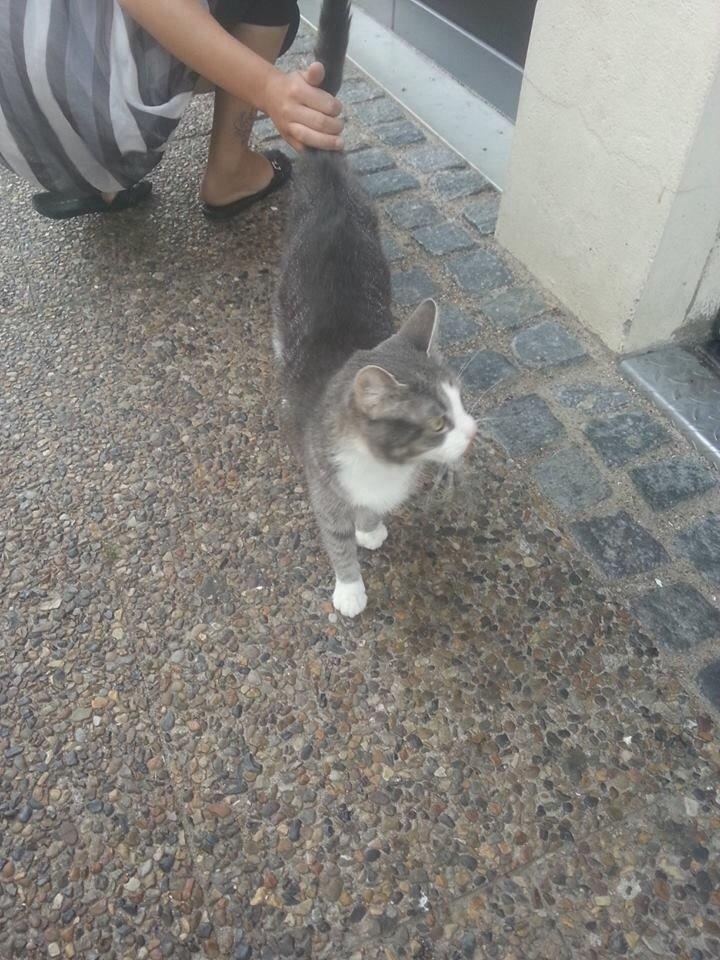 Huskat Missy billede 1