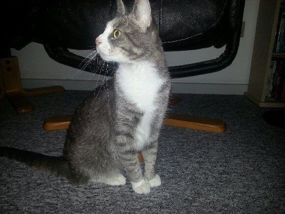 Huskat Missy billede 2