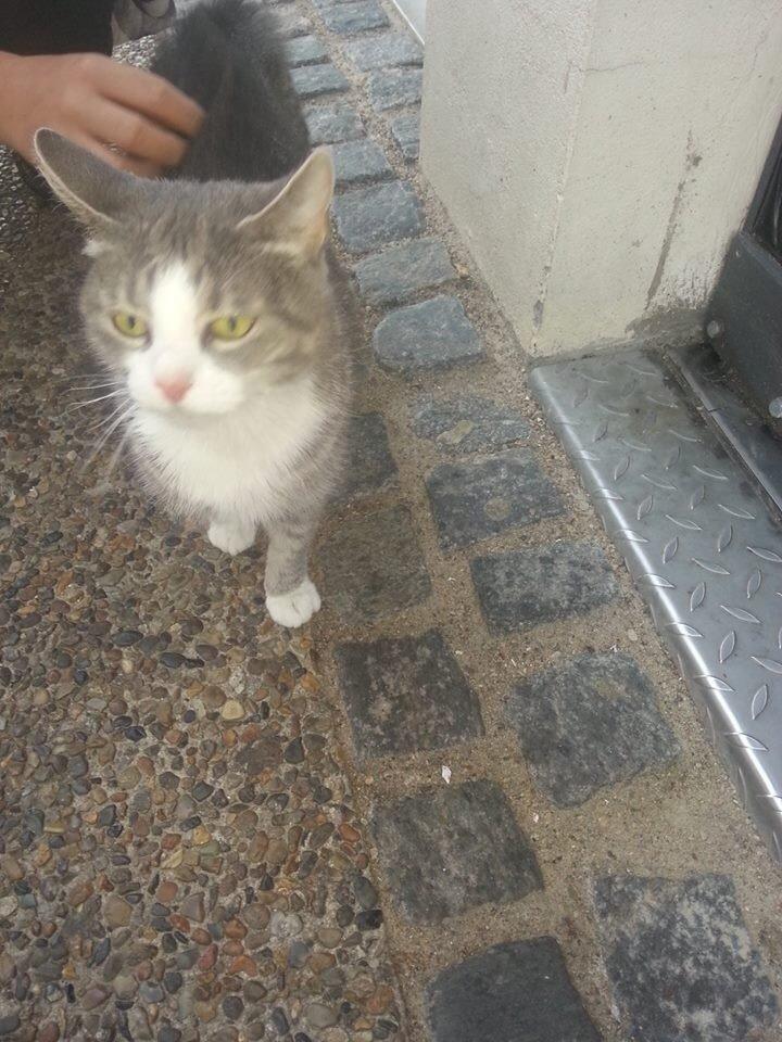 Huskat Missy billede 3