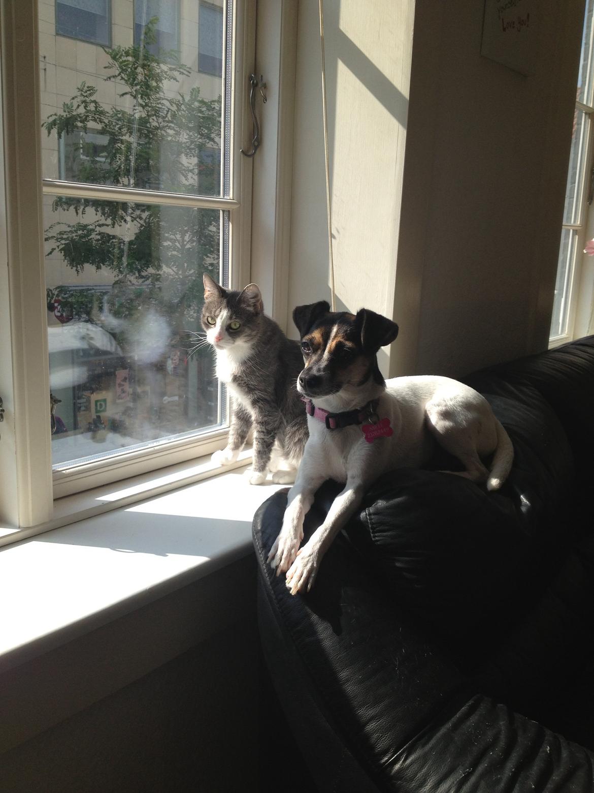 Huskat Missy billede 5