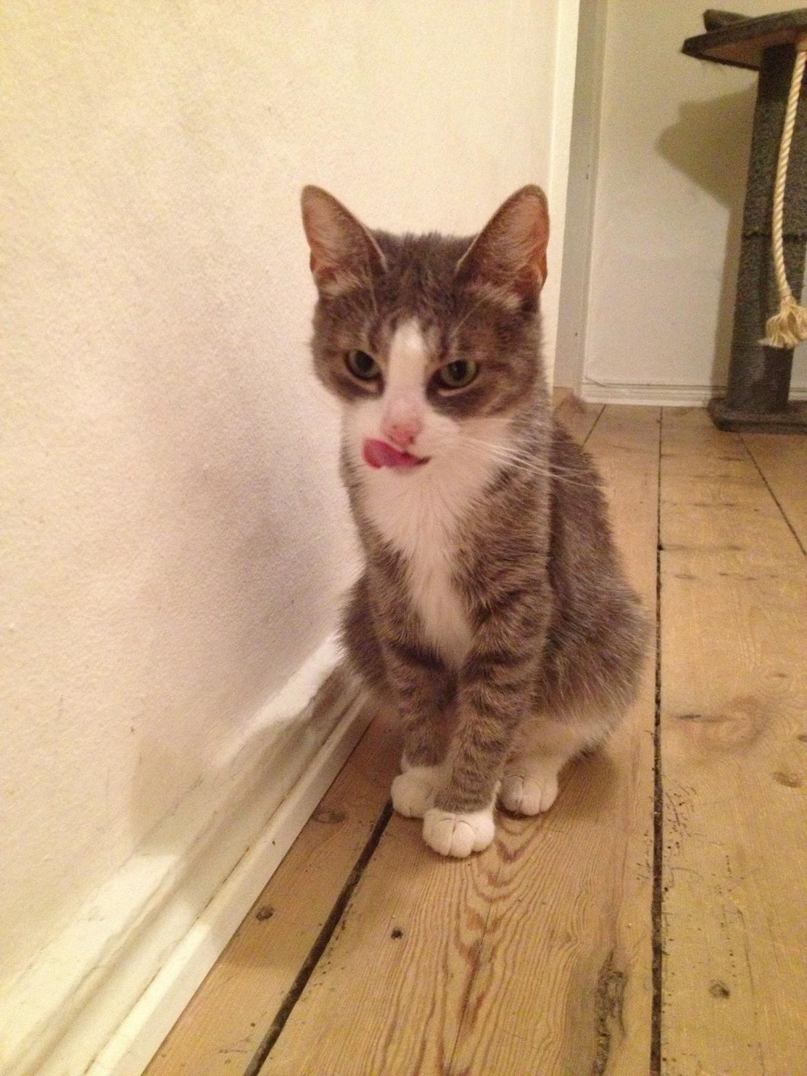 Huskat Missy billede 6