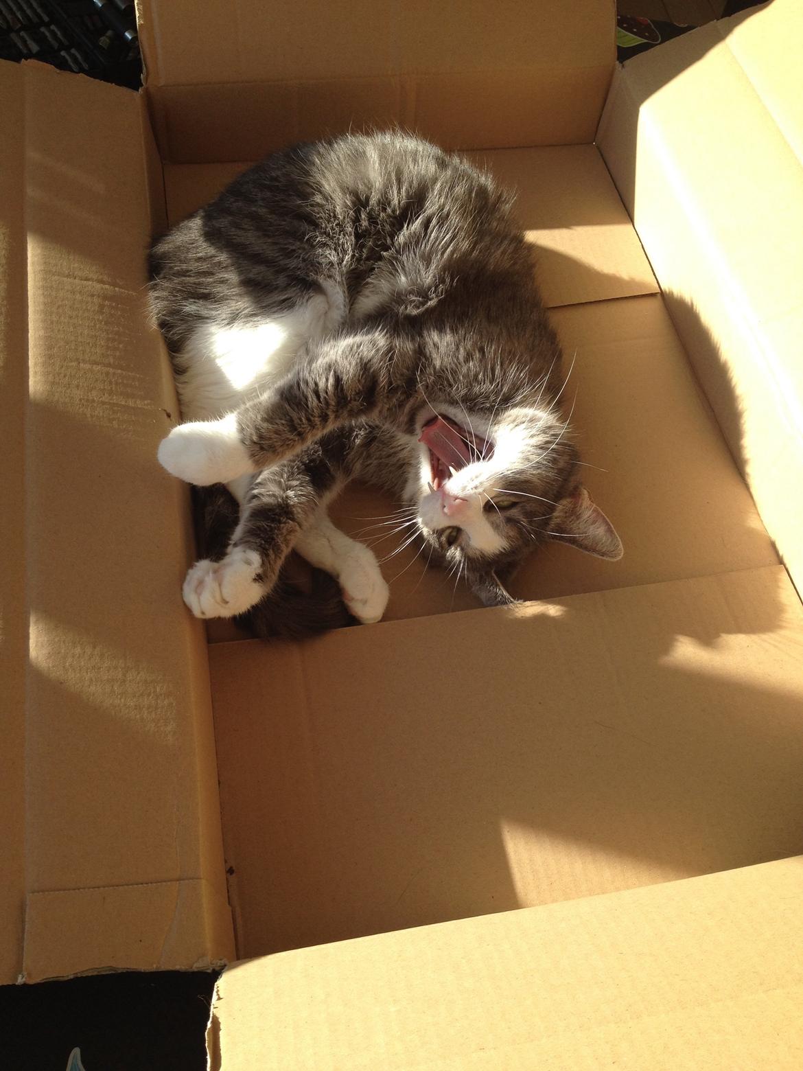 Huskat Missy billede 7