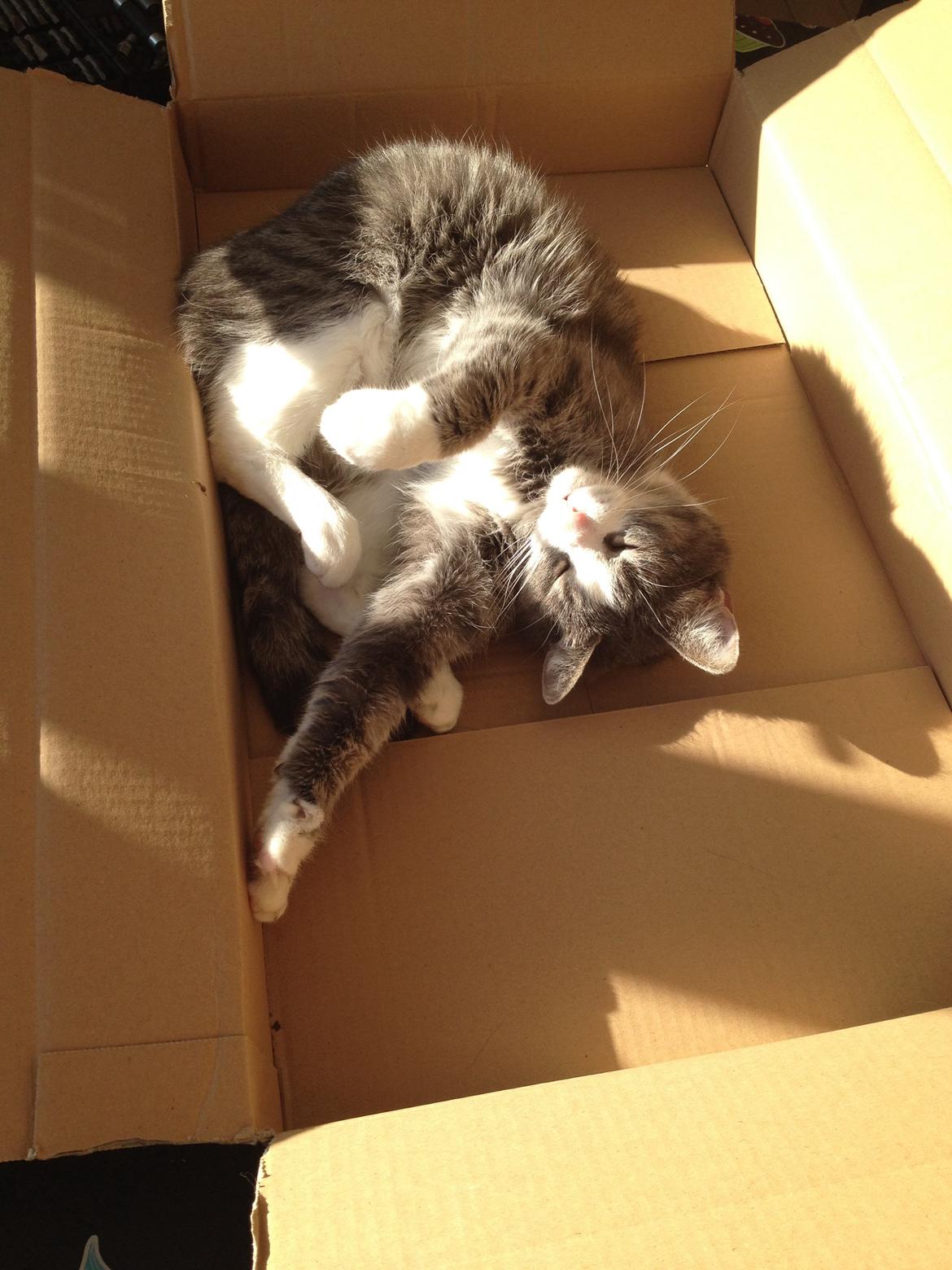 Huskat Missy billede 8