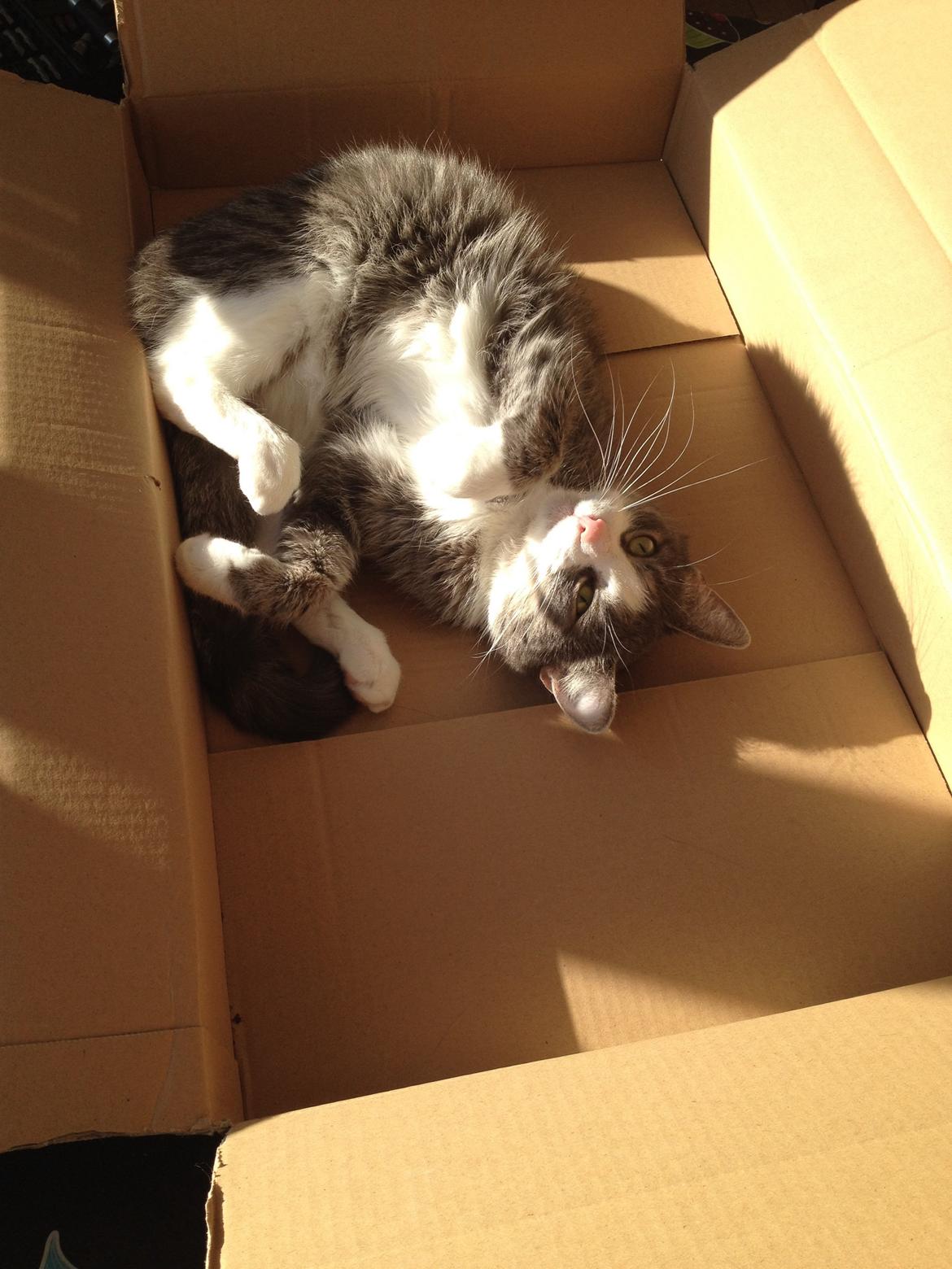 Huskat Missy billede 9