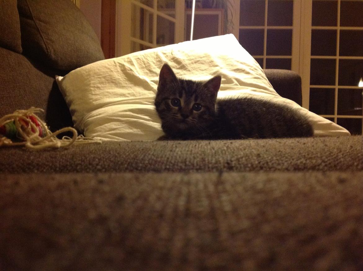 Huskat Chili billede 14