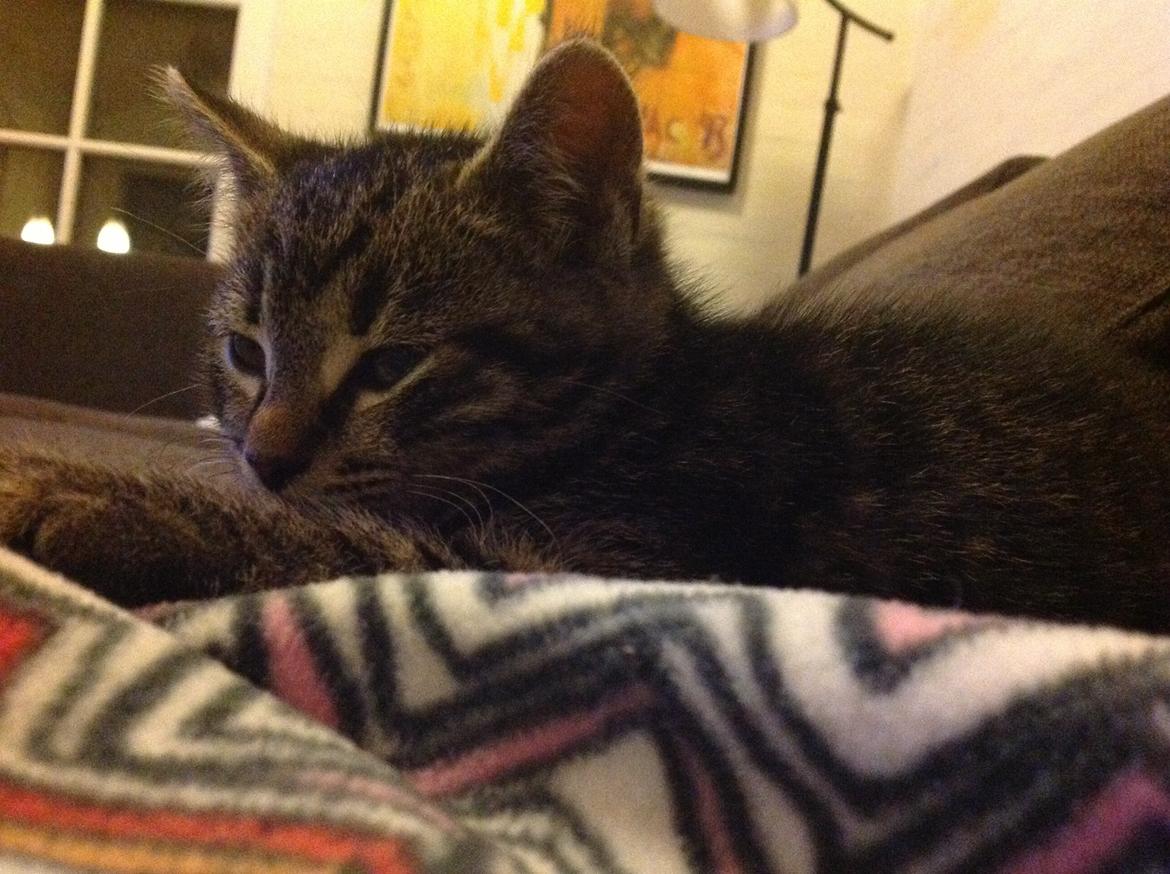 Huskat Chili billede 15