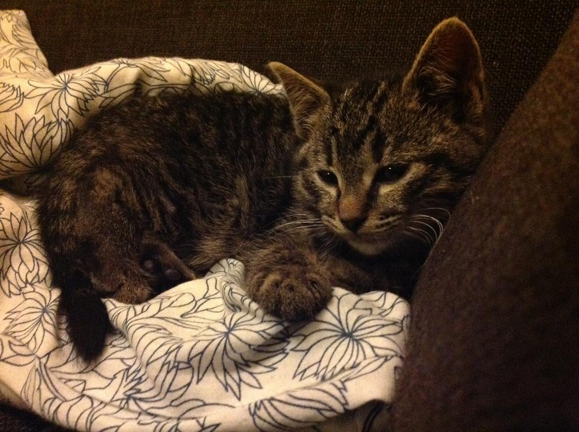 Huskat Chili billede 16