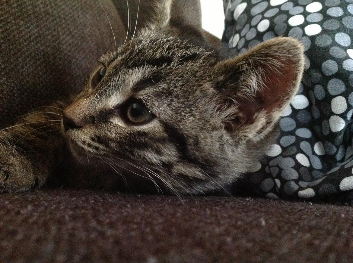 Huskat Chili billede 17