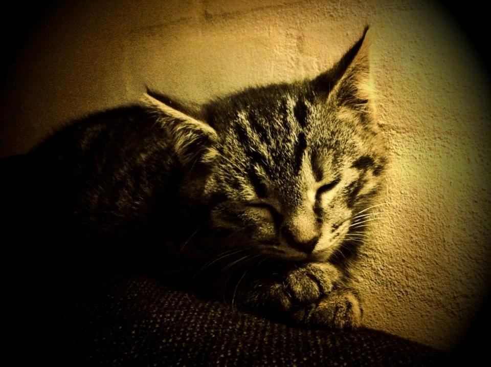 Huskat Chili billede 3