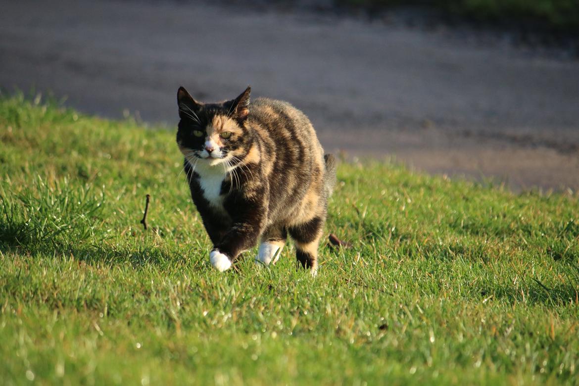 Blanding af racer Blomst - Foto : Mig billede 4