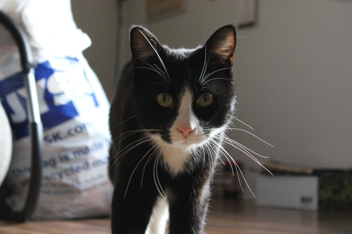 Blanding af racer Diego<3 billede 17