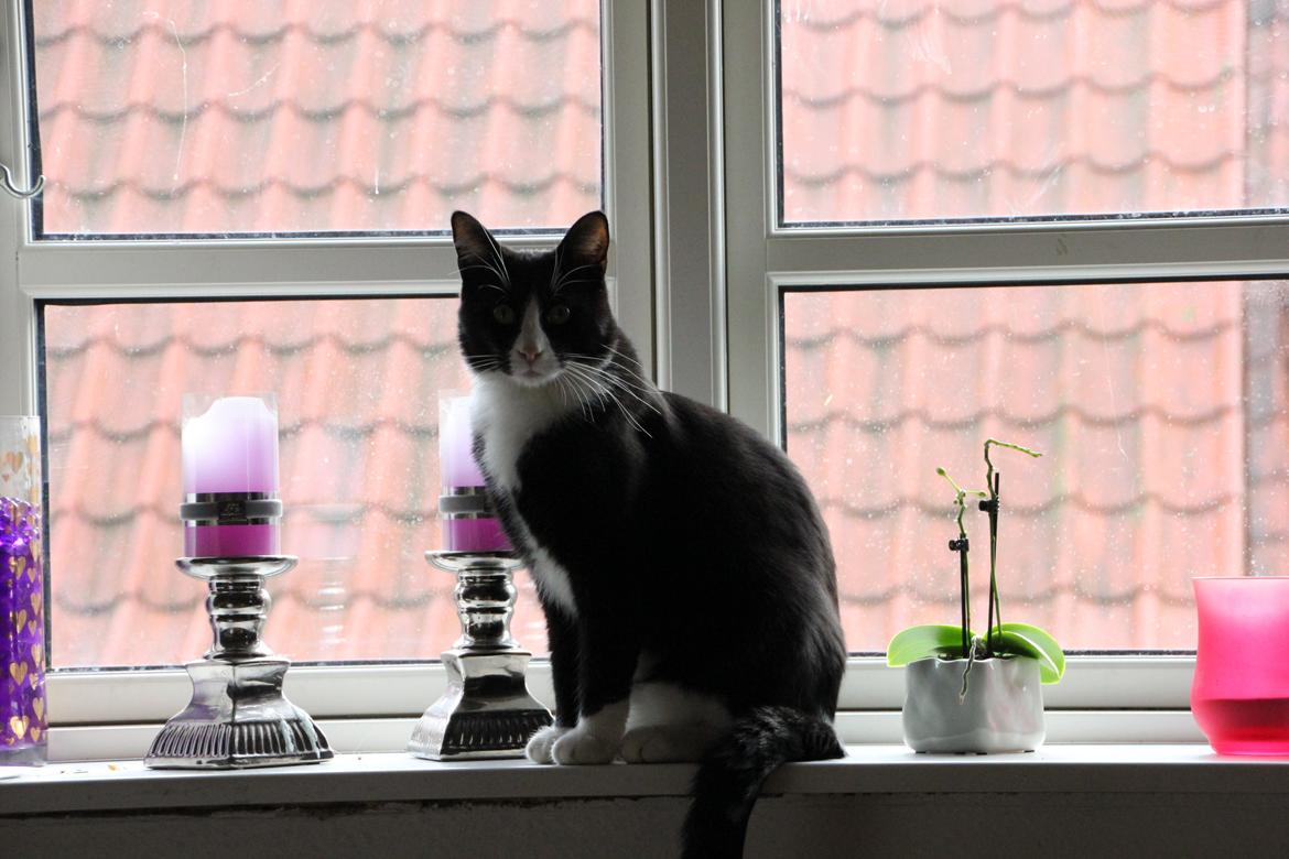 Blanding af racer Diego<3 billede 36