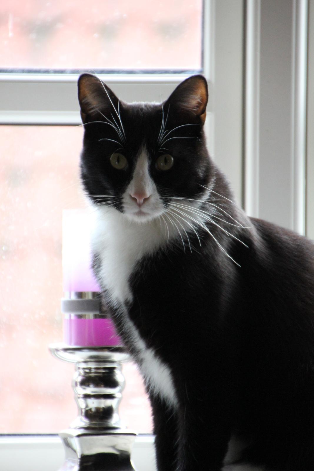 Blanding af racer Diego<3 billede 37