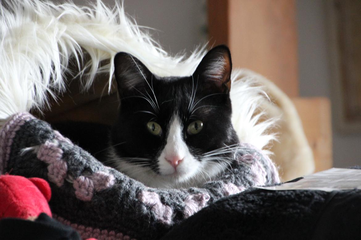 Blanding af racer Diego<3 billede 38