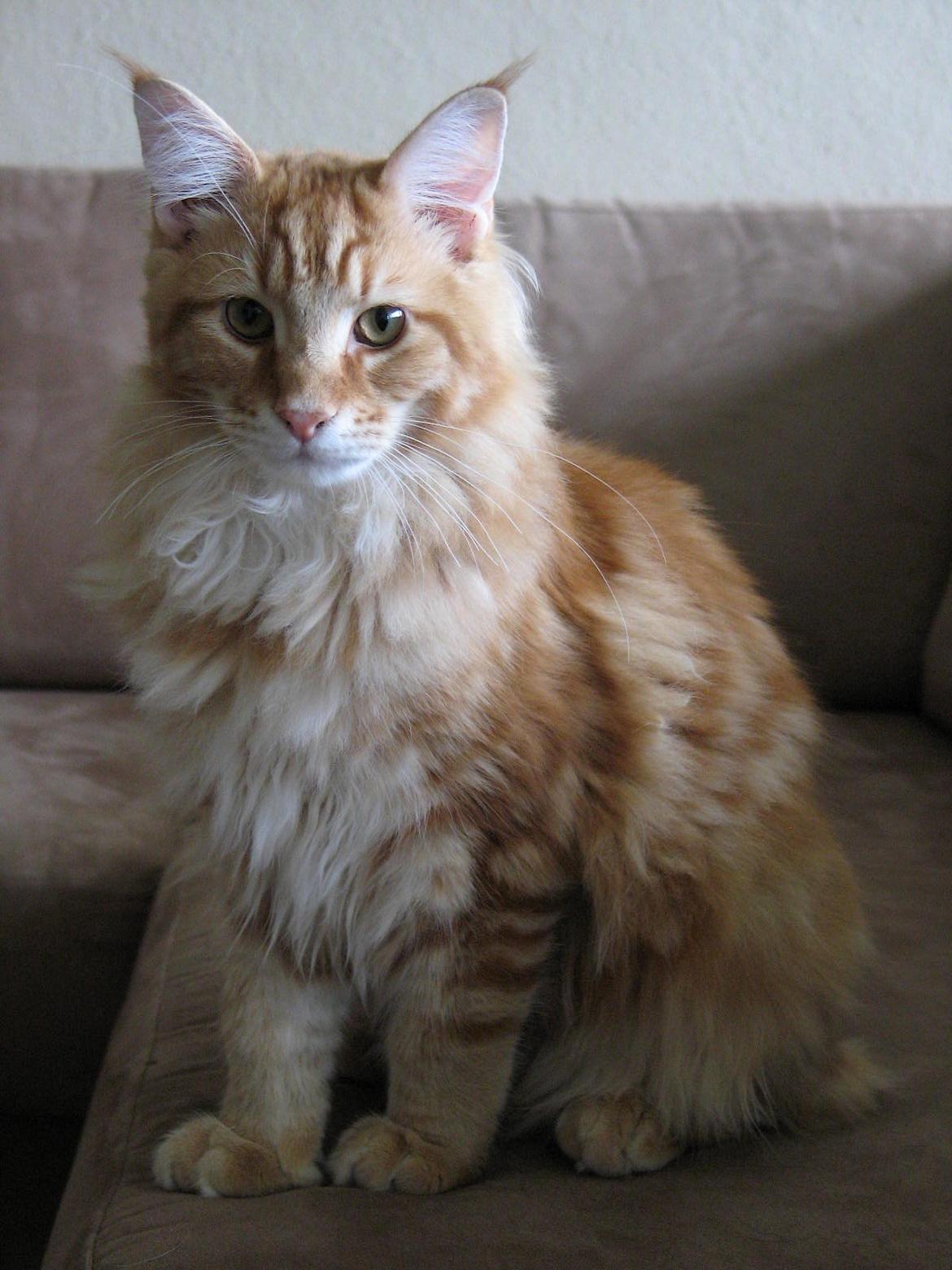 Maine Coon Elmer - 6 mnd. - 06.11.13  billede 13